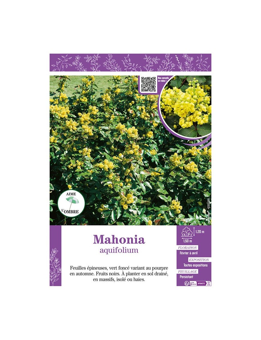 MAHONIA AQUIFOLIUM