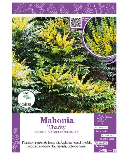 MAHONIA CHARITY