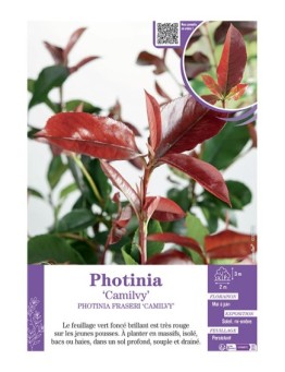 MAHONIA FRASERI 'CAMILVY' voir PHOTINIA 'CAMILVY'