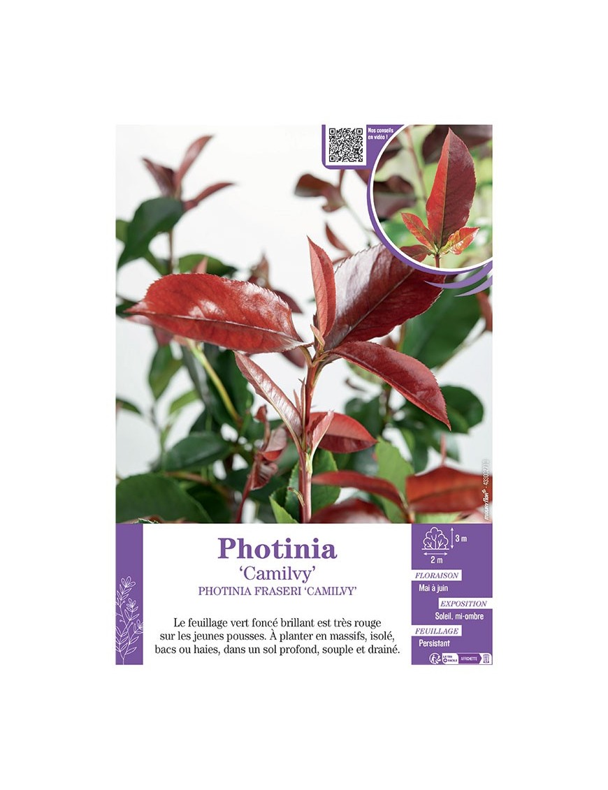 MAHONIA FRASERI 'CAMILVY' voir PHOTINIA 'CAMILVY'