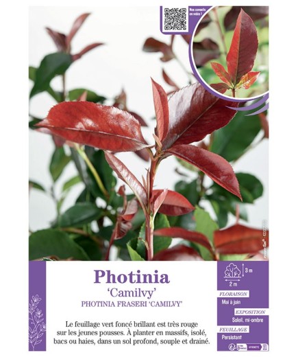 MAHONIA FRASERI 'CAMILVY' voir PHOTINIA 'CAMILVY'