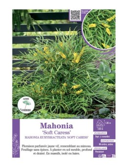 MAHONIA EURYBRACTEATA 'SOFT CARESS' voir MAHONIA 'SOFT CARESS'