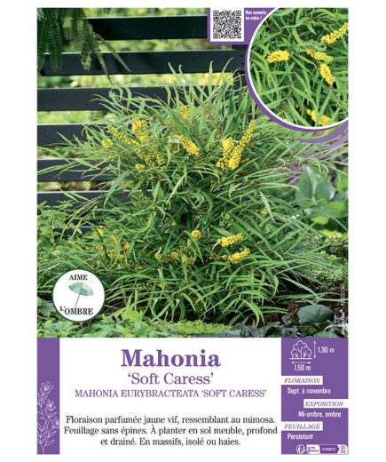 MAHONIA EURYBRACTEATA 'SOFT CARESS' voir MAHONIA 'SOFT CARESS'