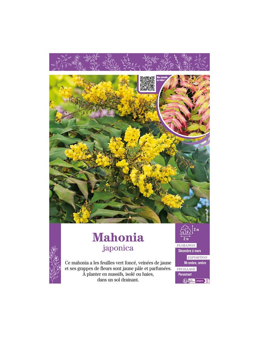 MAHONIA JAPONICA