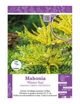 MAHONIA X MEDIA WINTER SUN