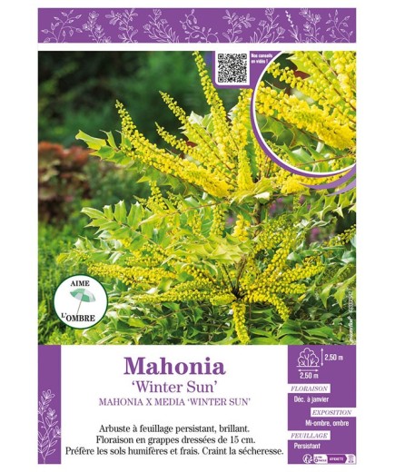 MAHONIA X MEDIA WINTER SUN