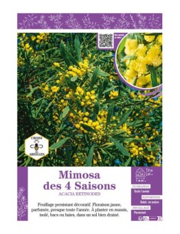 MIMOSA DES 4 SAISONS ACACIA RETINODES