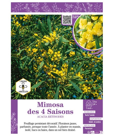 MIMOSA DES 4 SAISONS ACACIA RETINODES