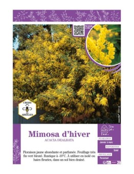 MIMOSA D'HIVER ACACIA DEALBATA