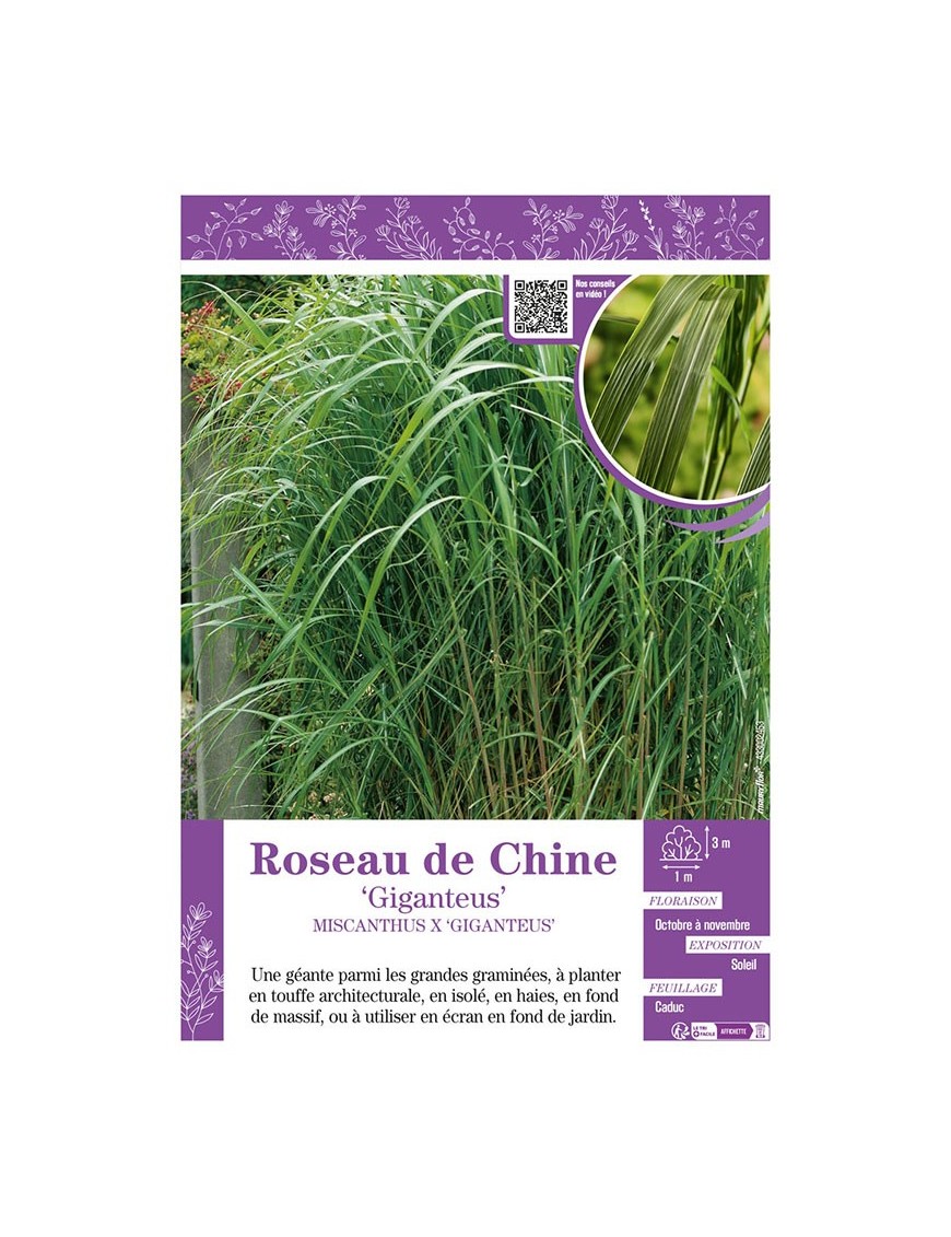 MISCANTHUS X GIGANTEUS voir ROSEAU DE CHINE