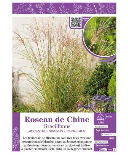 MISCANTHUS SINENSIS GRACILLIMUS voir ROSEAU DE CHINE