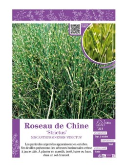 MISCANTHUS SINENSIS STRICTUS voir ROSEAU DE CHINE
