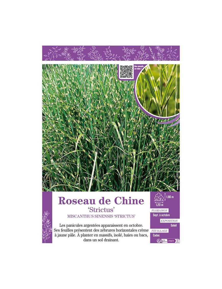 MISCANTHUS SINENSIS STRICTUS voir ROSEAU DE CHINE
