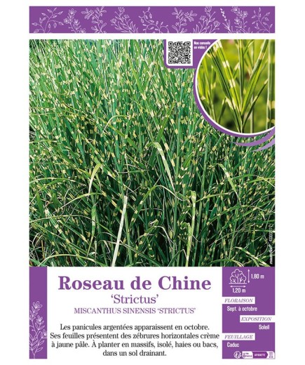 MISCANTHUS SINENSIS STRICTUS voir ROSEAU DE CHINE