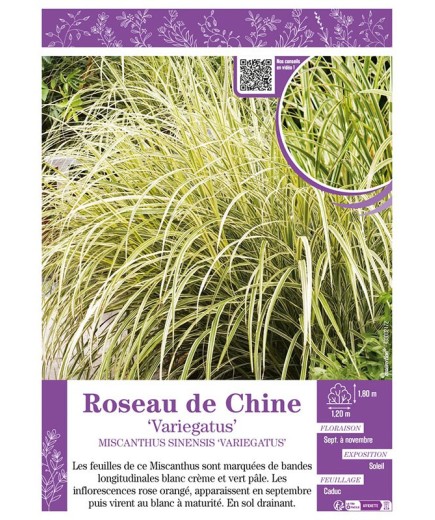 MISCANTHUS SINENSIS VARIEGATUS voir ROSEAU DE CHINE
