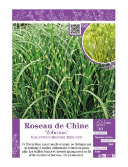 MISCANTHUS SINENSIS ZEBRINUS voir ROSEAU DE CHINE