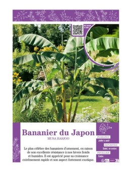 MUSA BASJOO voir BANANIER DU JAPON