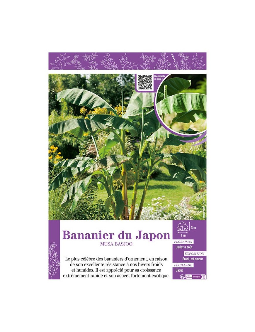 MUSA BASJOO voir BANANIER DU JAPON