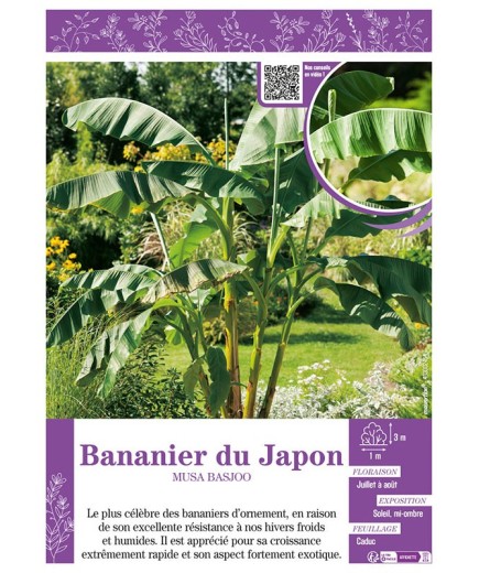 MUSA BASJOO voir BANANIER DU JAPON