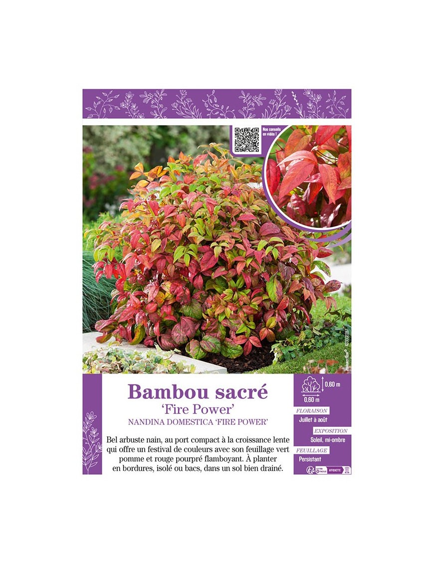 NANDINA DOMESTICA FIRE POWER voir BAMBOU SACRÉ