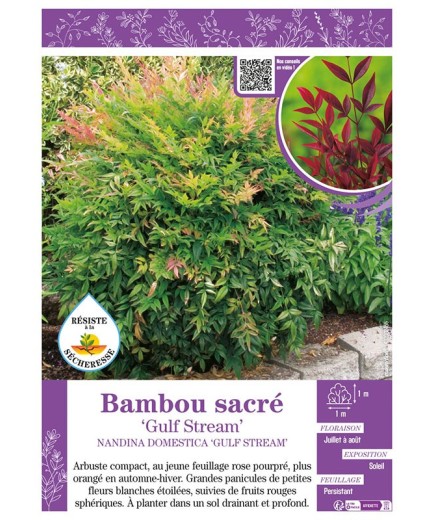 NANDINA DOMESTICA GULF STREAM voir BAMBOU SACRÉ