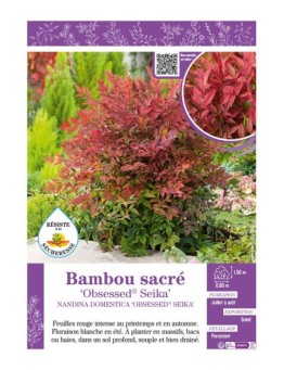 NANDINA DOMESTICA OBSESSED® SEIKA voir BAMBOU SACRÉ