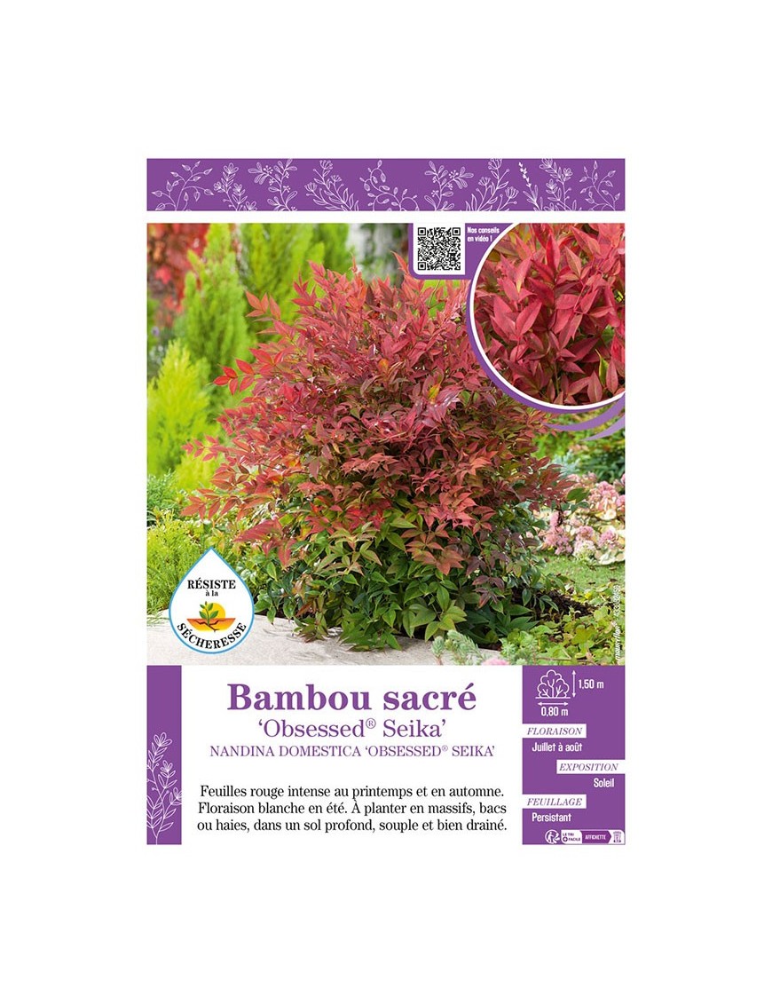 NANDINA DOMESTICA OBSESSED® SEIKA voir BAMBOU SACRÉ