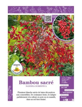 NANDINA DOMESTICA voir BAMBOU SACRÉ