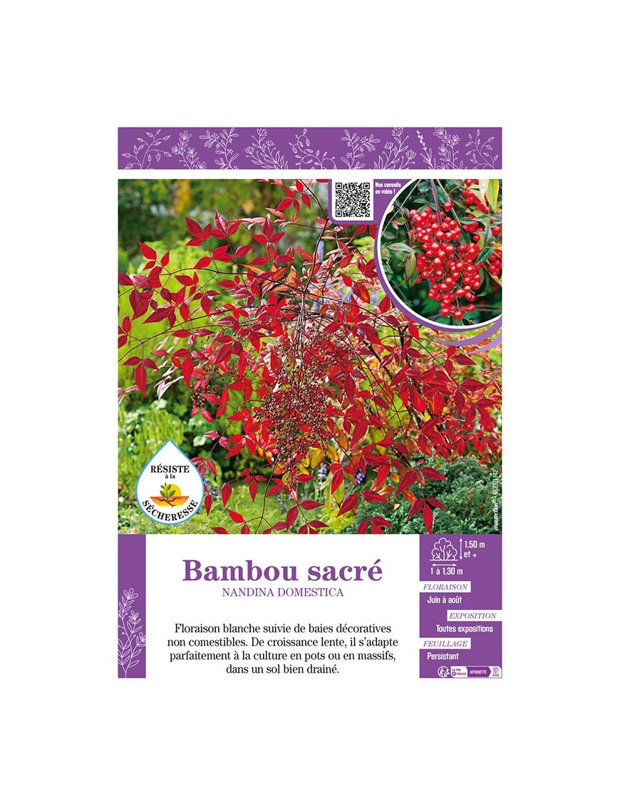 NANDINA DOMESTICA voir BAMBOU SACRÉ
