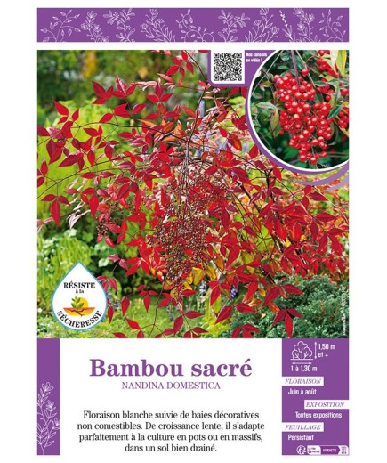 NANDINA DOMESTICA voir BAMBOU SACRÉ