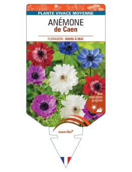 ANEMONE coronaria voir Anémone de Caen
