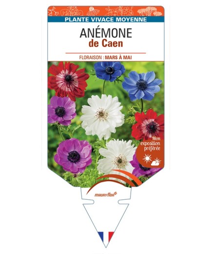ANEMONE coronaria voir Anémone de Caen