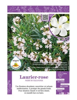 NERIUM OLEANDER voir LAURIER-ROSE (blanc)