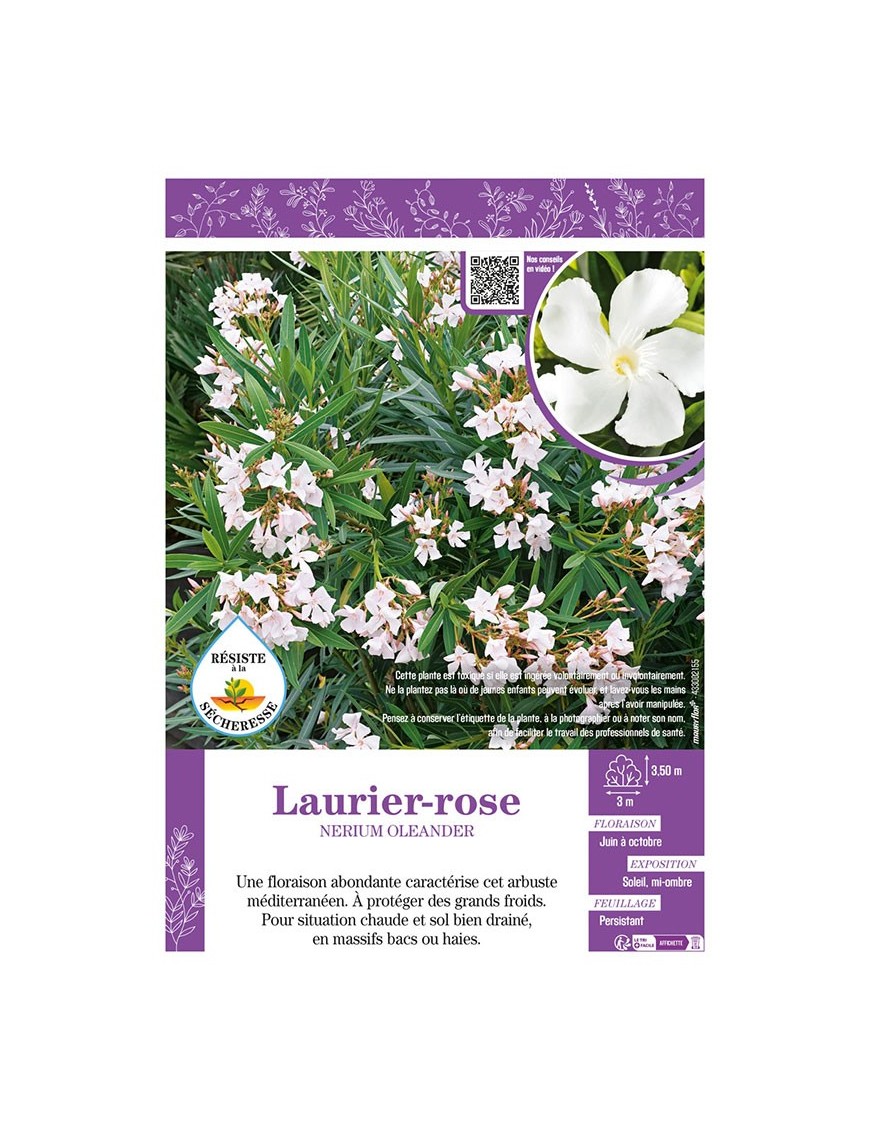NERIUM OLEANDER voir LAURIER-ROSE (blanc)