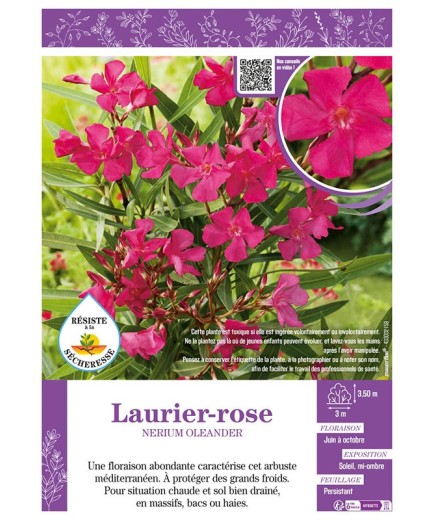 NERIUM OLEANDER voir LAURIER-ROSE (rose foncé)
