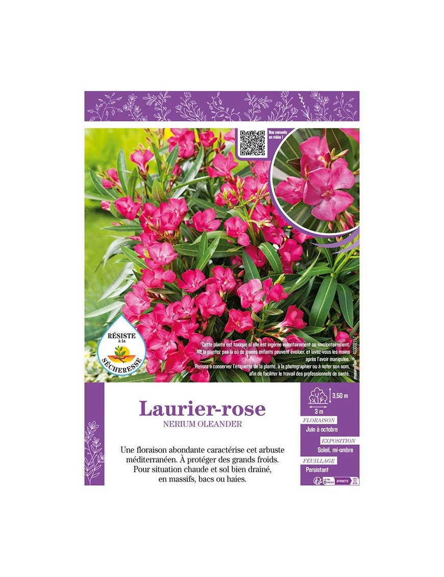 NERIUM OLEANDER voir LAURIER-ROSE (rose)