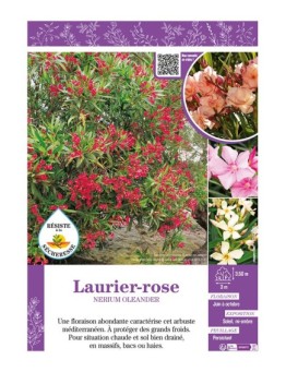 NERIUM OLEANDER voir LAURIER-ROSE (varié)