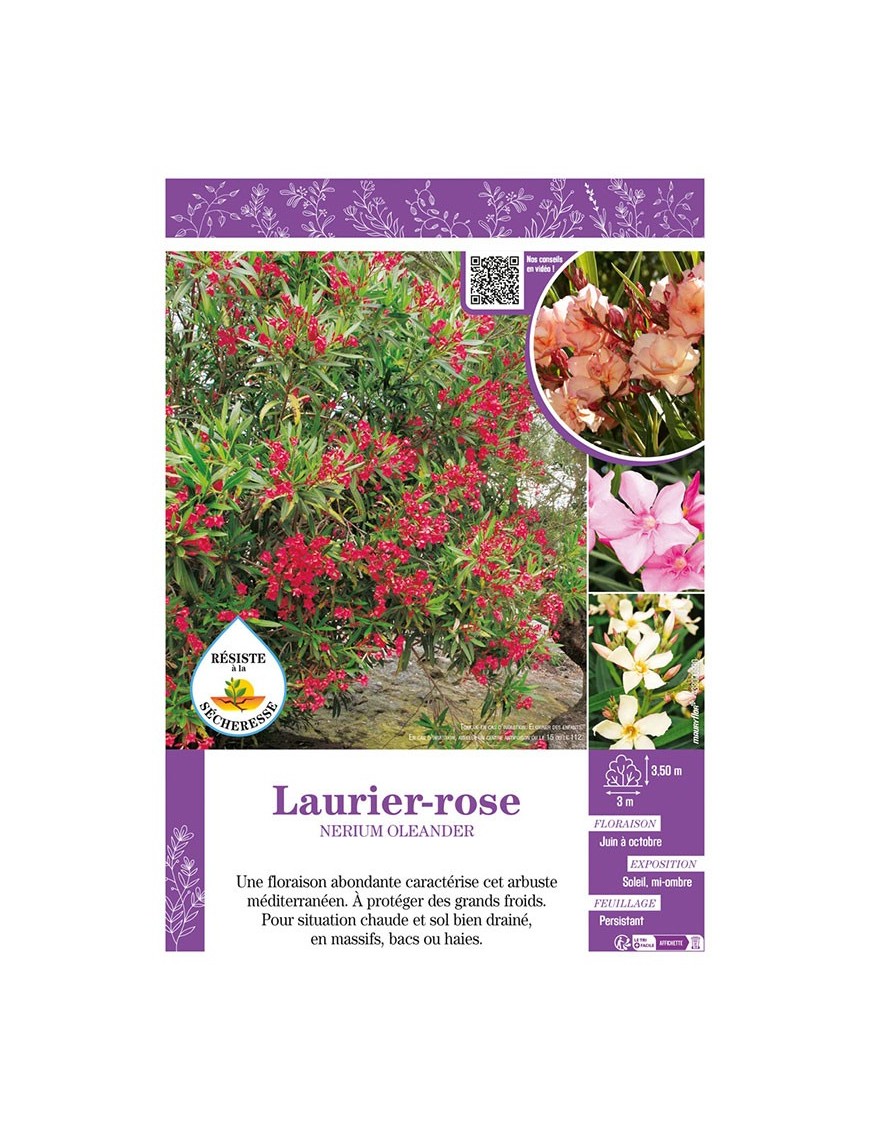 NERIUM OLEANDER voir LAURIER-ROSE (varié)