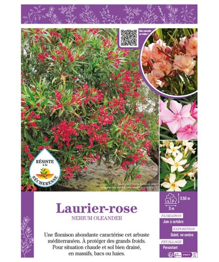 NERIUM OLEANDER voir LAURIER-ROSE (varié)