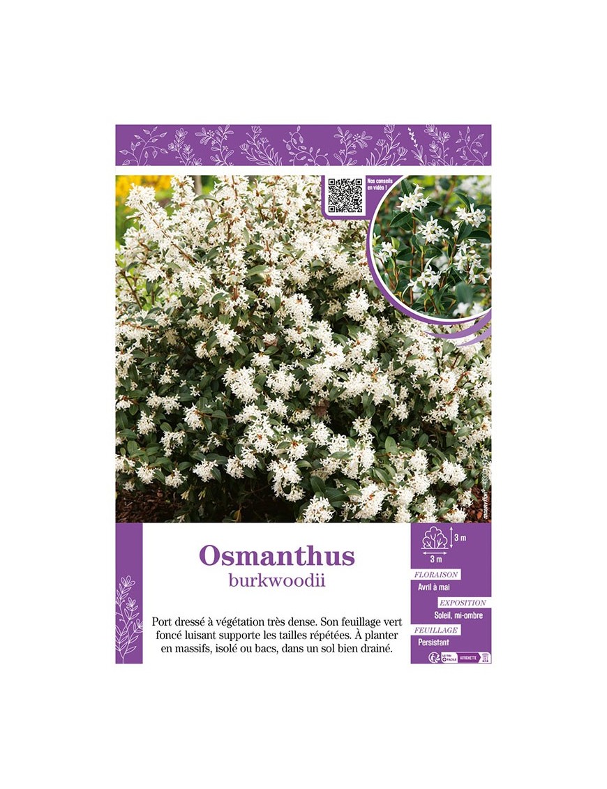 OSMANTHUS BURKWOODII