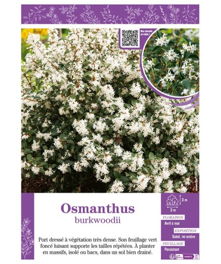OSMANTHUS BURKWOODII