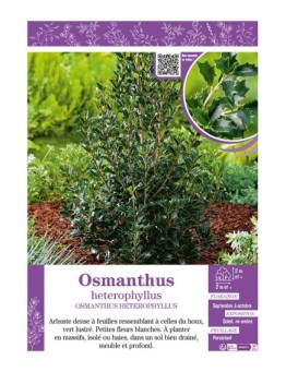 OSMANTHUS HETEROPHYLLUS