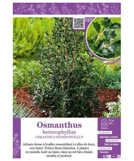 OSMANTHUS HETEROPHYLLUS