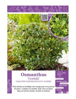 OSMANTHUS HETEROPHYLLUS GOSHIKI