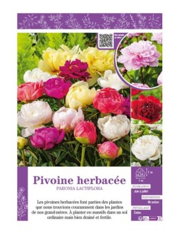 PAEONIA LACTIFLORA voir PIVOINE HERBACÉE (varié)