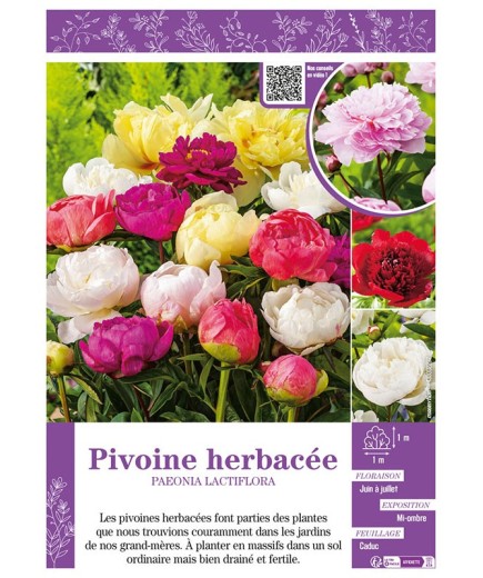 PAEONIA LACTIFLORA voir PIVOINE HERBACÉE (varié)