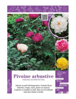 PAEONIA SUFFRUTICOSA voir PIVOINE ARBUSTIVE (varié)