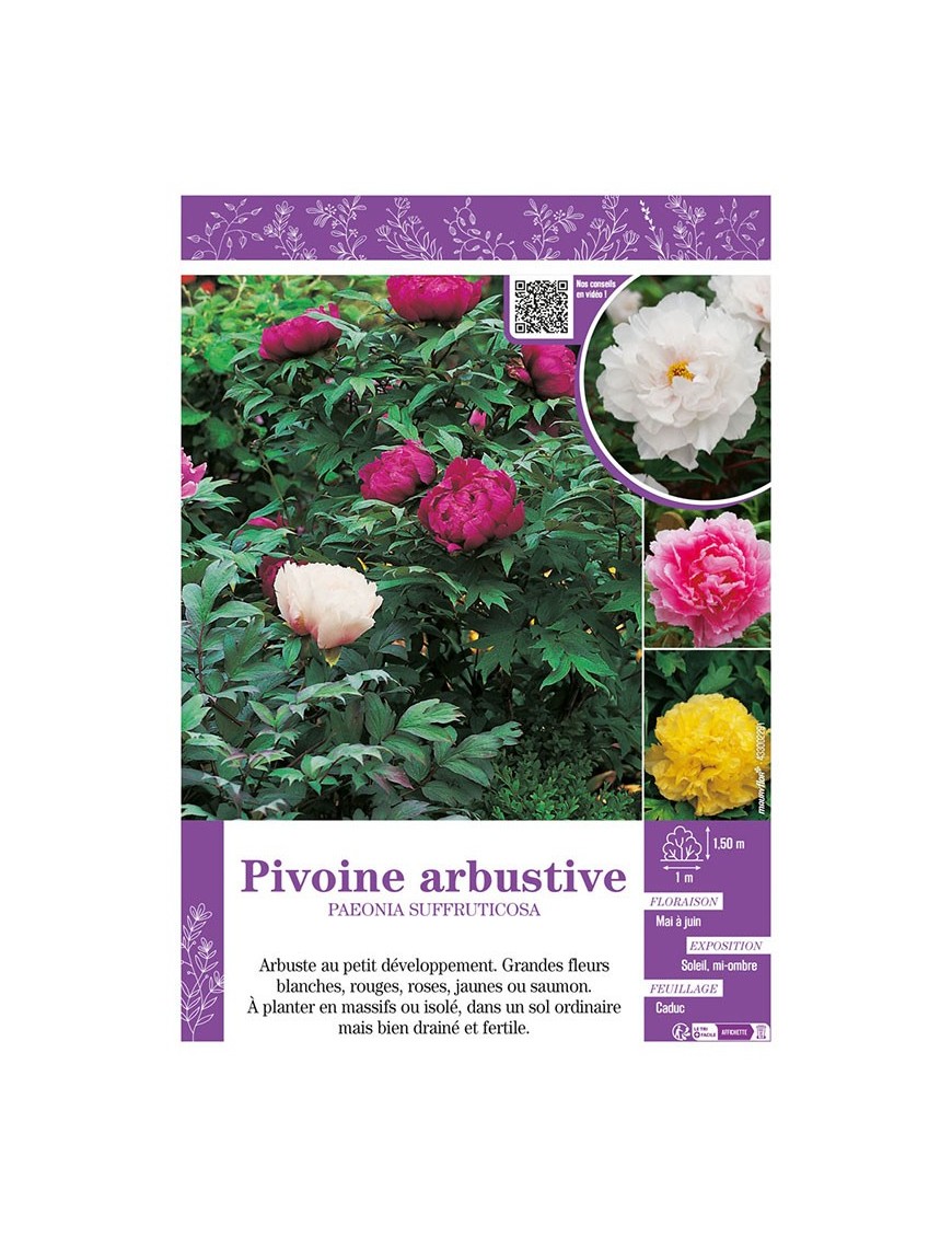 PAEONIA SUFFRUTICOSA voir PIVOINE ARBUSTIVE (varié)