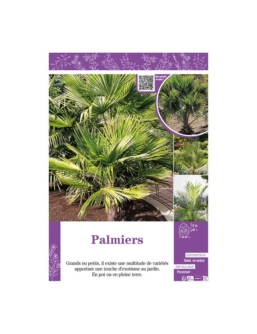 PALMIERS