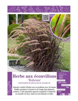PENNISETUM SETACEUM RUBRUM voir HERBE AUX ECOUVILLONS